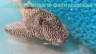 L260 Hypancistrus sp QUEEN ARABESQUE [upl. by Kalagher]