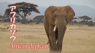 アフリカゾウ African elephant アフリカ ケニア サファリ [upl. by Latrell]