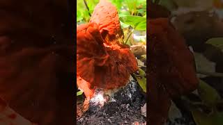 Строчок пучковый Gyromitra fastigiata short shorts [upl. by Meid600]