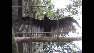 Turkey Vulture at Cotswold Wildlife Park [upl. by Stirling]