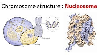 Chromatin structure  Nucleosome [upl. by Carson702]