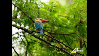 Storkbilled Kingfisher [upl. by Lechner506]