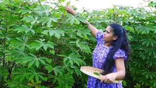 village cooking 🌻maniyoc leaves mallum🌻maiyokka kola mallum preparig traditional life and villaga [upl. by Ilsa]