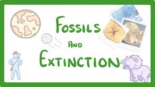 GCSE Biology  What Are Fossils What Fossils Tell Us About Extinct Species 78 [upl. by Annaitat]