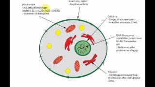 cellens uppbyggnad [upl. by Housen]