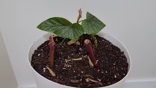 Angel Wing Begonia Repot and Propagating from Cuttings [upl. by Fletch]