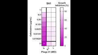 PhageAntibiotic Synergy [upl. by Lajib]