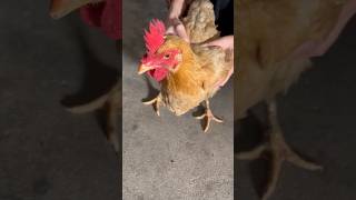 How Smartphone Image Stabilization Works Like a Chickens Head [upl. by Hakim843]