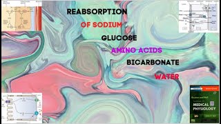 Reabsorption of Na⁺ Glucose Amino acids Bicarbonate Water In Renal Physiology [upl. by Trutko]