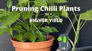 Prune Chilli Plants For A Higher Yield [upl. by Casilda636]