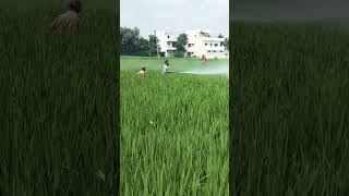 Wait for spray  fire spray paddy crop agriculturegk agriculture education agrigk [upl. by Lishe805]