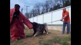 caucasian shepherd attack training [upl. by Tenom]