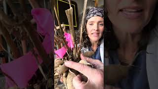 What to Look Out for Before Storing Your Dahlia Tubers [upl. by Leigha]