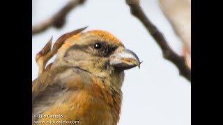 Red Crossbill  Loxia Curvirostra [upl. by Brennan418]