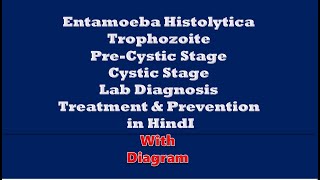 Entamoeba Histolytica I Morphology I Trophozoite I PreCystic Stage I Cystic Stage I Lab Diagnosis [upl. by Aneleve]