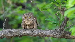 소쩍새Scops Owl천연기념물 제3246호 [upl. by Earb]