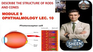 DESCRIBE THE STRUCTURE OF RODS AND CONES [upl. by Ansley]