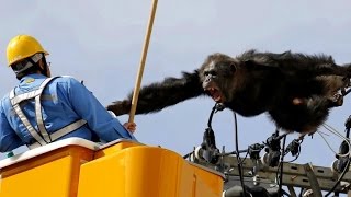 Chimp Wreaks Havoc By Scaling Powerlines After Escaping from Zoo [upl. by Nnaed162]