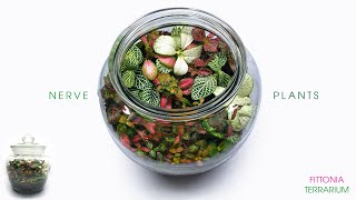 Nerve Plant Terrarium  FIttonia ASMR Build [upl. by Eelanna998]