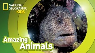 Wolf Eel  Amazing Animals [upl. by Annazus]