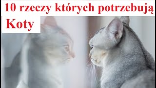 10 rzeczy których Potrzebują Koty [upl. by Odarnoc151]