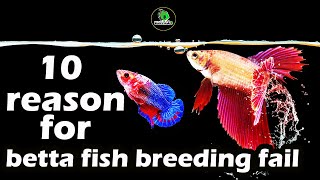 why Betta fish breeding fail  10 mistakes to avoid [upl. by Draneb881]