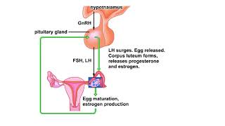 Hormones and the menstrual cycle Animation [upl. by Sylas]