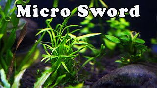 Micro Sword🌿 Is It Really an Easy Aquatic Plant🌱 👀  5 Things to Consider FIRST [upl. by Nyraf]