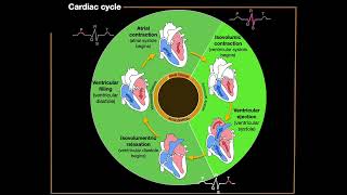 The Cardiac Cycle [upl. by Aniv678]