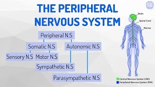 Psychology The Nervous System 03 The Central Nervous System And Its Basic Structures [upl. by Neslund]