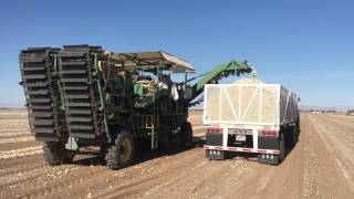 Brawley CA  Onion Harvest  May 4 2016 part 3 [upl. by Wivina]