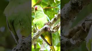 Baby ringneck parrot natural sounds last part [upl. by Wylma]