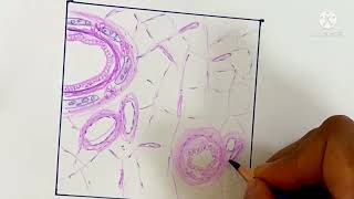 Histology Drawing of Lung Respiratory system  bronchi  bronchioles drurmila3614 microscopic view [upl. by Innavoig]