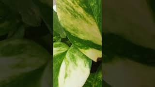 Golden pathos Epipremnum aureum  ornamentalplants garden naturelovers youtubeshort trending [upl. by Assedo871]