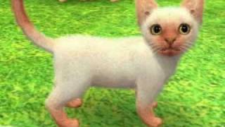 Nintendogs  Cats Oriental Cat Siamese [upl. by Cynthia558]