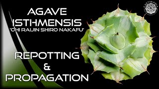 Repotting amp Propagating Agave Isthmensis Ohi Raijin Shiro Nakafu  Cactus amp Succulents [upl. by Ladnar242]