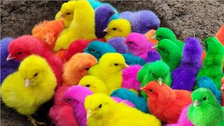 Menangkap ayam lucu ayam warna warni ayam rainbow bebek angsa ikan hias ikan cupang Kelinci [upl. by Hobart110]