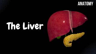 Liver Anatomy Function Topography External Structures Ligaments [upl. by Lisandra]