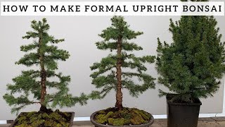 Making Formal Upright Bonsai from Alberta Spruce [upl. by Jarek607]