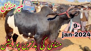 Malir Mandi Cattle Rates Update 9jan2024  Malir Mandi Update  Cow Mandi 2024 [upl. by Ahsienak]