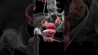 Understanding the Uterus Bladder and Ovaries anatomy meded 3danimation [upl. by Gayl]