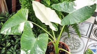 Variegated Alocasia Macrorrhiza  yellowing leaves babies and an albino [upl. by Srednas]