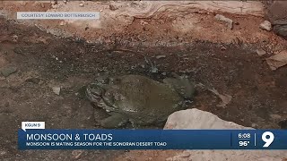 Monsoon in Tucson means mating season for the Sonoran Desert Toad [upl. by Jarin]