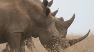 WHITE RHINO  Species Spotlight [upl. by Alvarez]