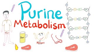 Purine Metabolism De Novo Salvage Degradation Uric Acid [upl. by Attesor]