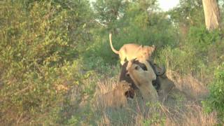 Kruger Park  Lions attacking buffalo [upl. by Mehetabel]