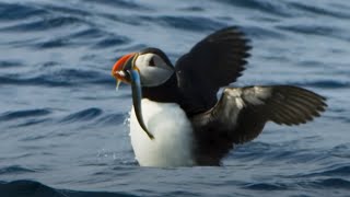 Puffin Hunts Fish To Feed Puffling  Blue Planet II  BBC Earth [upl. by Aneral]