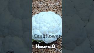 Mealworms Vs Cauliflower timelapse mealworms insects food wormlapse insects fruit shorts [upl. by Suhpesoj]