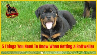 5 Things You Need To Know When Getting a Rottweiler Puppy [upl. by Idnerb893]