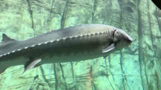 BIG Sturgeons Up Close and Slightly Personal  Denver Aquarium Series [upl. by Diver]